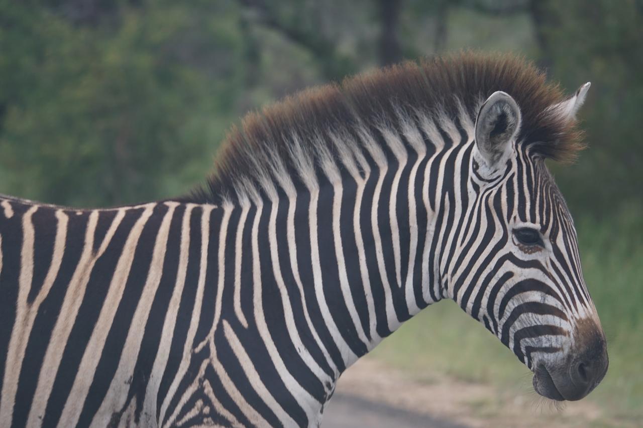Bushbaby River Lodge Hoedspruit Kültér fotó