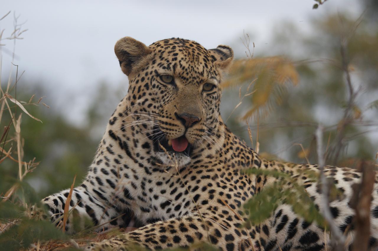 Bushbaby River Lodge Hoedspruit Kültér fotó