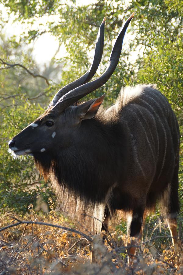Bushbaby River Lodge Hoedspruit Kültér fotó