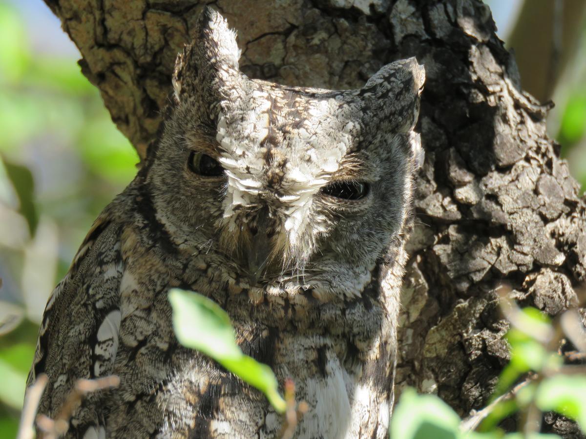Bushbaby River Lodge Hoedspruit Kültér fotó