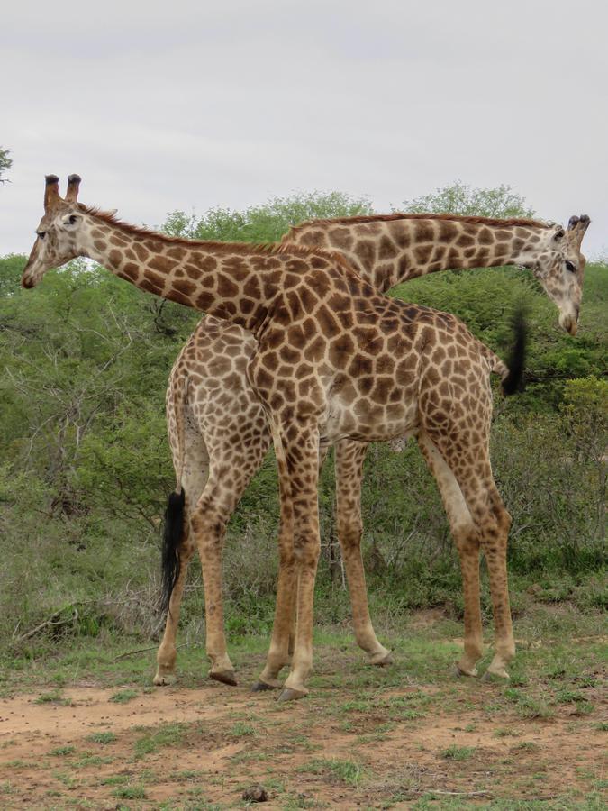 Bushbaby River Lodge Hoedspruit Kültér fotó